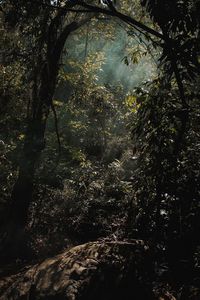 Low angle view of trees in forest