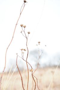 Close-up of flowers against sky