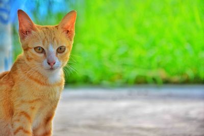 Close-up portrait of a cat