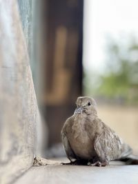 Close-up of a bird on wall