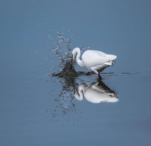 Bird in water