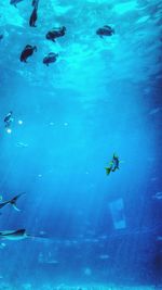 Man swimming in sea