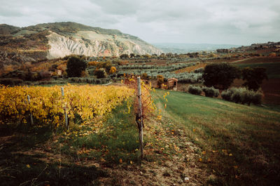 Scenic view of field against sky