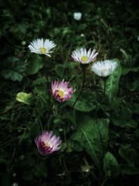 High angle view of purple flowering plants on field