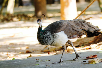 Close-up of a bird on beach