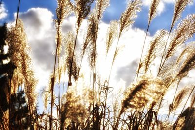 Low angle view of plants growing on field against sky