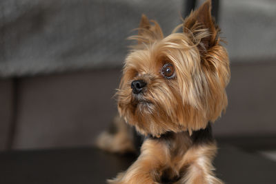 Close-up portrait of a dog at home