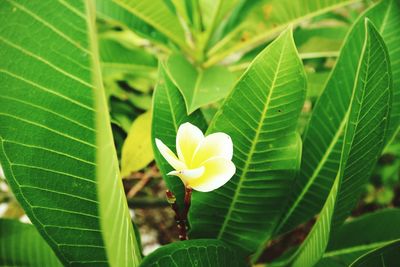 Close-up of green leaves on plant