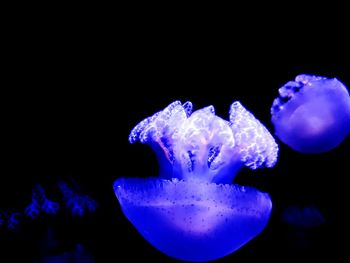 Close-up of jellyfish swimming in sea