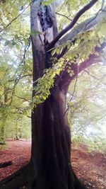 Low angle view of tree in forest
