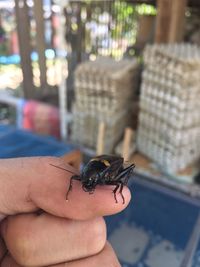 Close-up of hand holding insect