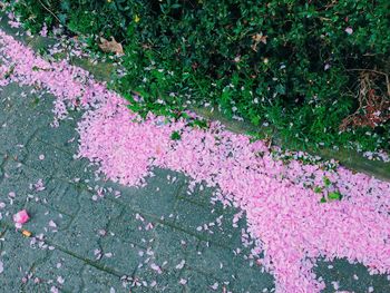 Close-up of pink flowers