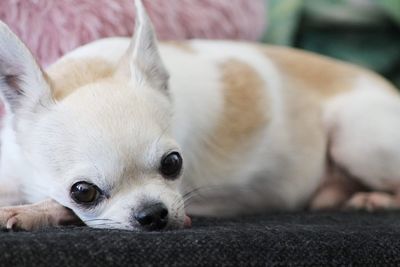 Close-up of dog resting