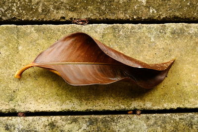 Close-up of leaf