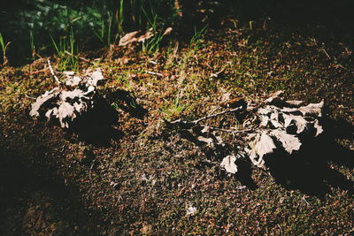 High angle view of palm trees on field