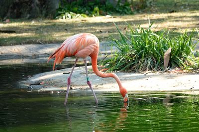 Side view of a bird drinking water