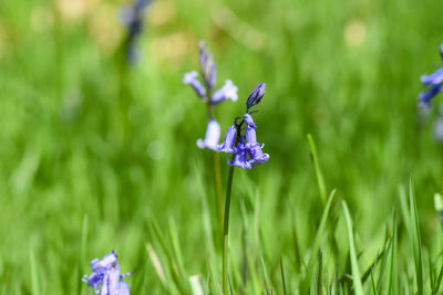 Close-up of purple flowering plant on field