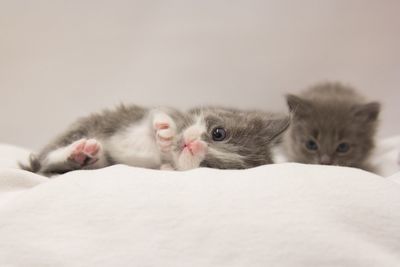 Cat looking away