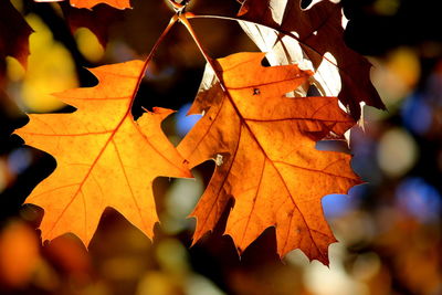 Close-up of maple leaves