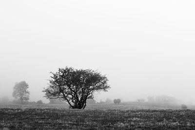 Bare tree on field in foggy weather