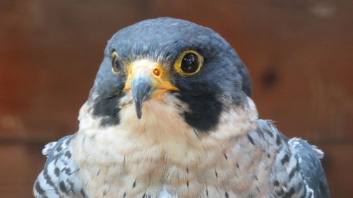 The peregrine falcon is one of the fastest birds of prey on earth