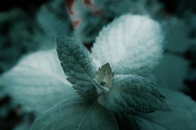 Close-up of flowering plant