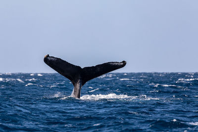 Humpback whale swimming in sea