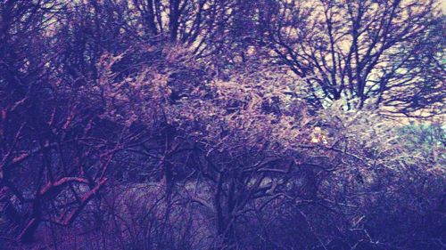 Trees growing against sky