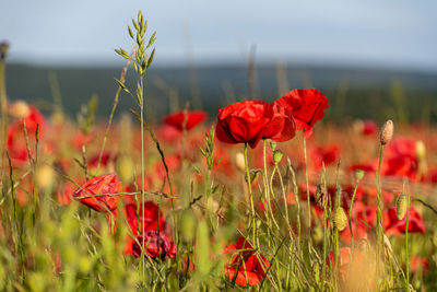 Close-up of red poppy flowers on field