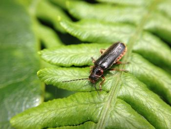 Close-up of bug on leaves