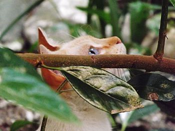 Close-up of bird perching on tree