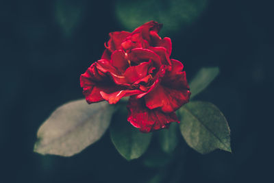 Close-up of red rose blooming outdoors