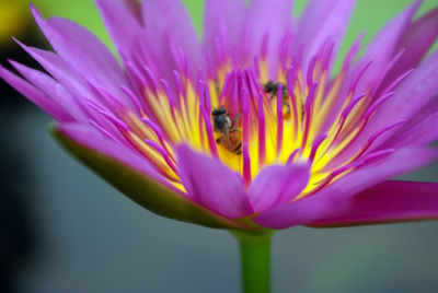 Purple petal and yellow pollen of water lily