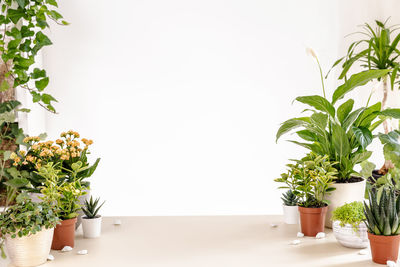 Scene with home green plants on table in room, copy space