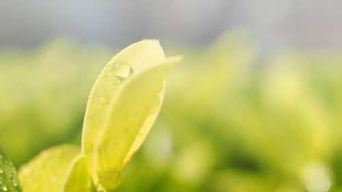 Close-up of wet leaf