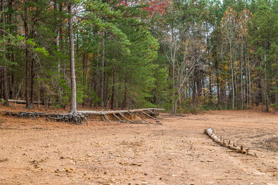 View of a forest