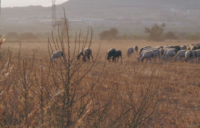 Animals grazing on field