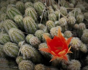 Close-up of red flowers