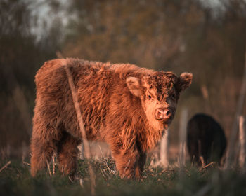 Scottish highland cattle