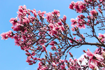 Low angle view of pink flowers blooming on tree