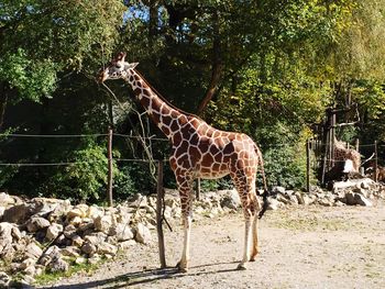 Giraffe against trees