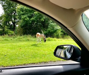 Dog by car on road