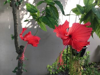 Close-up of red hibiscus blooming outdoors