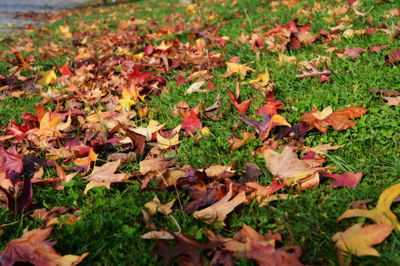 Autumn leaves fallen on field