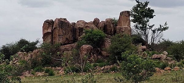 Plants growing on rock against sky