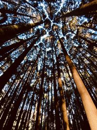 Low angle view of trees in forest against sky