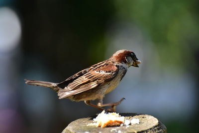 Close-up of bird eating food