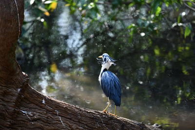 High angle view of gray heron perching on wood