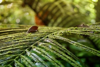 Close-up of fresh green leaf