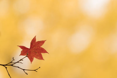 Close-up of maple leaf